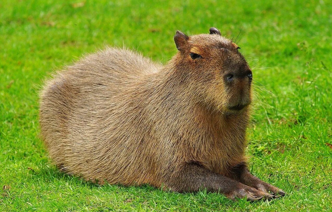 крупный грызун 5. капибара эндемик северной америки. крупный грызун 5. черная капибара. капибара в амазонке.