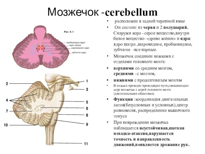 Ядро шатра мозжечка. Мозжечок строение и функции. Зубчатое ядро мозжечка располагается. Строение мозжечка ядра.