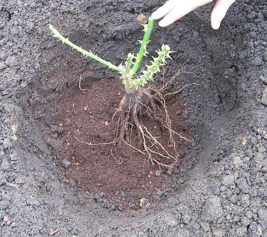 Корни плетистой розы. Высаживание роз. Посадка роз флорибунда весной. Посадить саженец розы в грунт