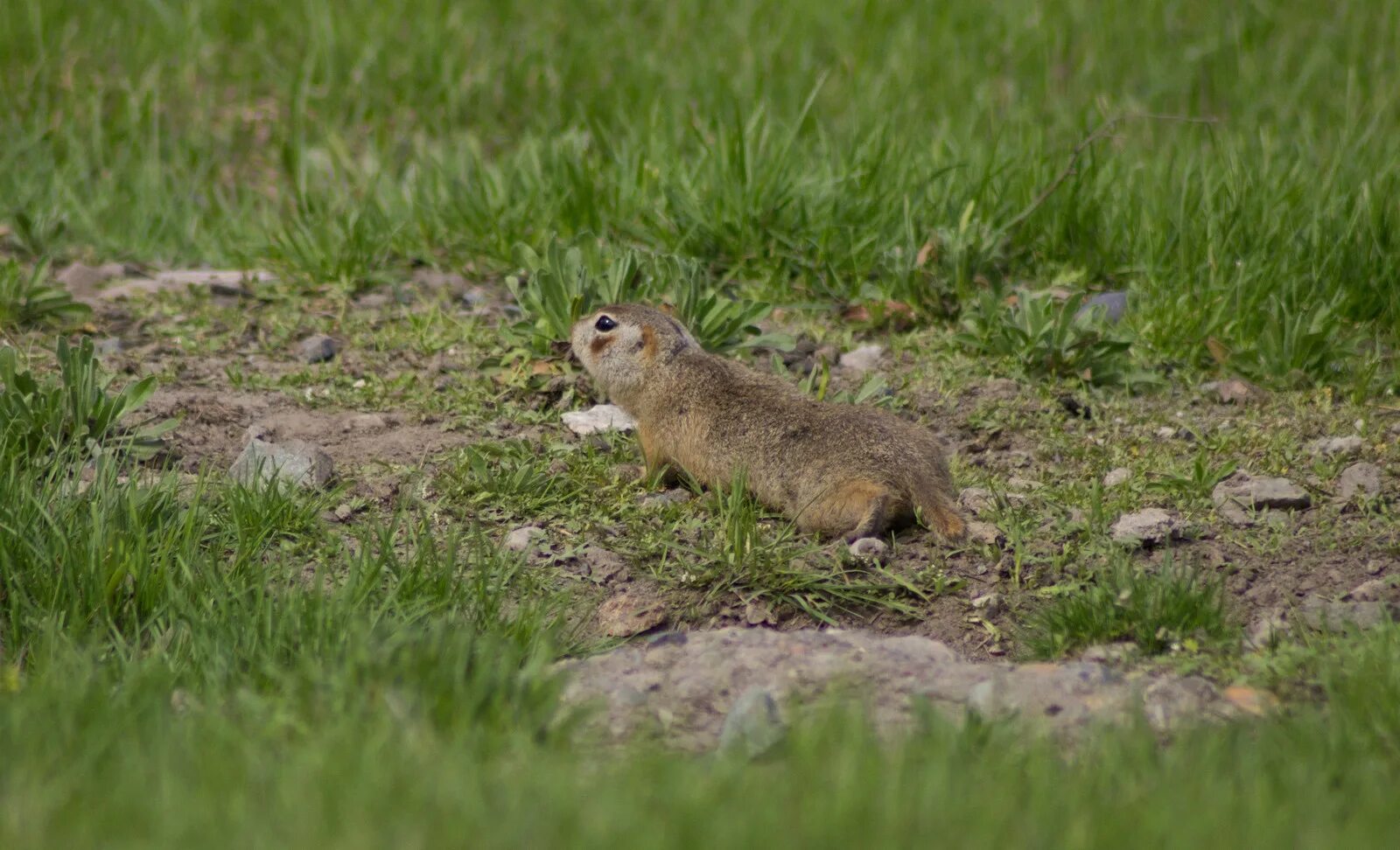 Суслик краснощекий. Суслик Краснощекий (Spermophilus erythrogenys). Суслик Краснощёкий Кемеровская область. Суслик Краснощекий Кузбасс.