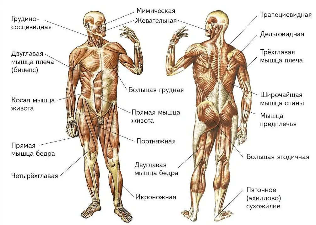 Описание мышц. Строение мышц человека спереди и сзади. Мышечная система человека вид спереди и сзади. Мышцы туловища и конечностей вид спереди. Строение мышц человека вид сзади.