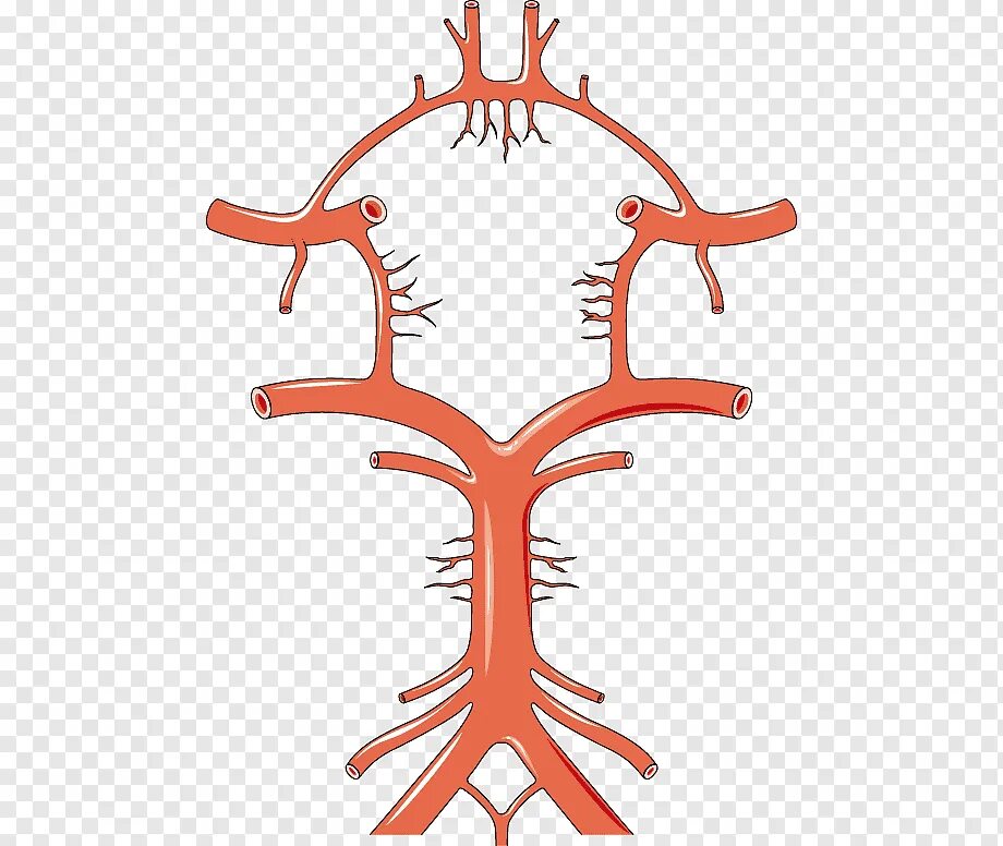 Артерии круг головного мозга. Сосуды головного мозга Виллизиев круг. Виллизиев круг в головном мозге. Кровоснабжение головного мозга схема Виллизиев круг. Артерии головного мозга анатомия Виллизиев круг..