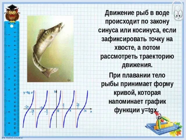 Движение рыб по закону синуса. Движение рыб в воде происходит по закону синуса или косинуса. Движение рыб происходит по закону синуса. Способы движения рыб. Передвижение рыб в воде