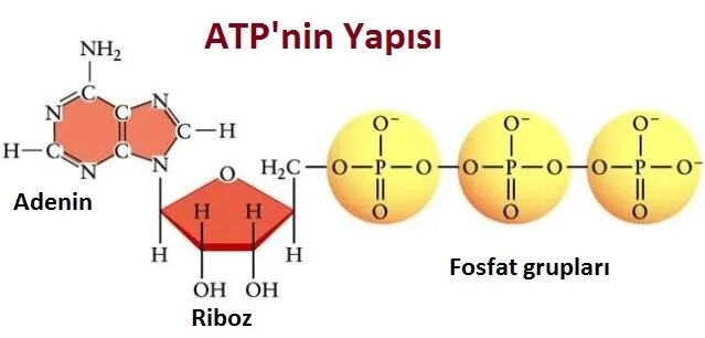 3 части атф. ATP. Молекула АТФ В мышце. ATP В биологии. Аденин рибоза.