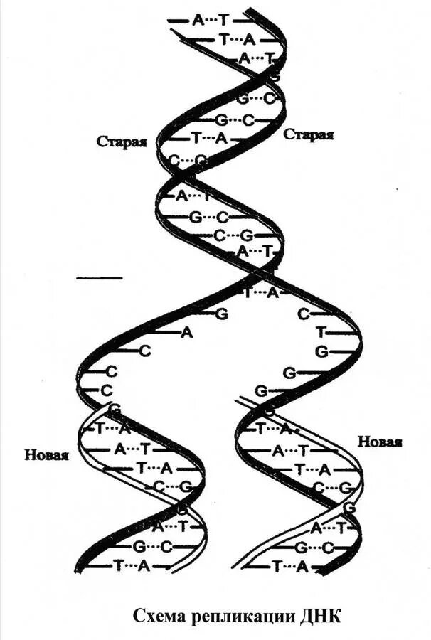 Достроить вторую цепь днк. Двойная спираль молекулы ДНК. Цепочка ДНК структура. Схема репликации молекулы ДНК. Репликация ДНК Цепочки.