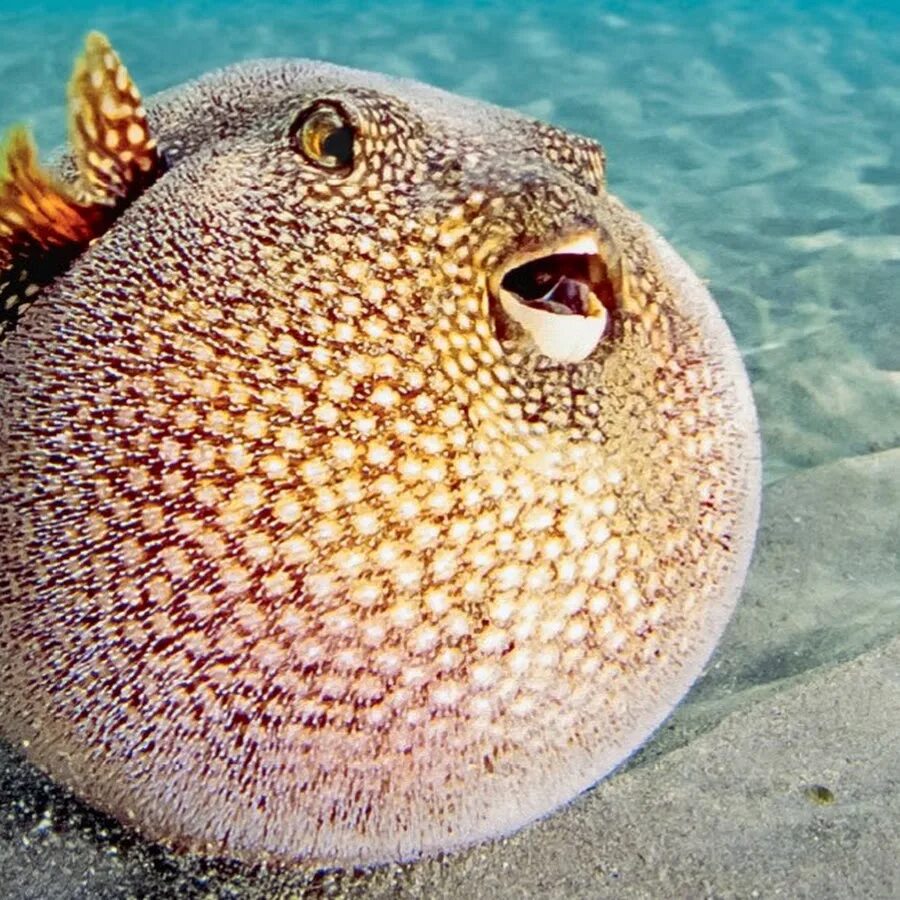 Мод pufferfish skills