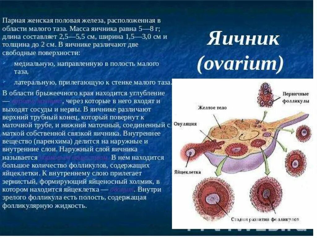 Железы женской половой системы. Строение и функции яичников анатомия. Яичник строение анатомия топография. Микроскопическое строение яичника.