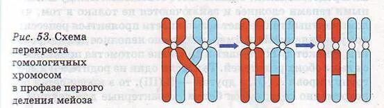 Схема перекреста хромосом. Перекрест гомологичных хромосом. Схема конъюгации хромосом. Конъюгация хромосом в профазе 1.