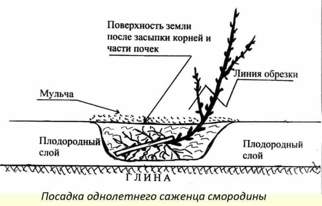 Как сохранить смородину до посадки. Схема посадки черной смородины весной. Схема посадки саженцев черной смородины. Схема посадки черной смородины осенью. Схема посадка кустов смородины весной.