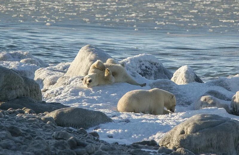 карское и море лаптевых. таймыр море. море лаптевых характеристика. остров врангеля фауна. моря: восточно-сибирское, карское, лаптевых.
