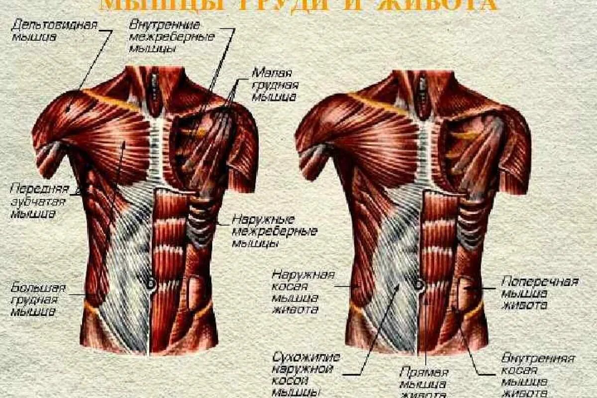 Передняя часть человека. Мышцы туловища груди анатомия. Грудная клетка мышцы анатомия рисунок. Поверхностные мышцы грудины анатомия. Мышцы груди анатомия атлас.