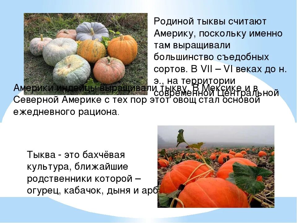 Сколько парить тыкву