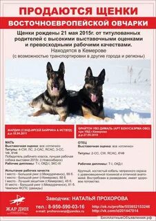 Объявления немецких овчарок