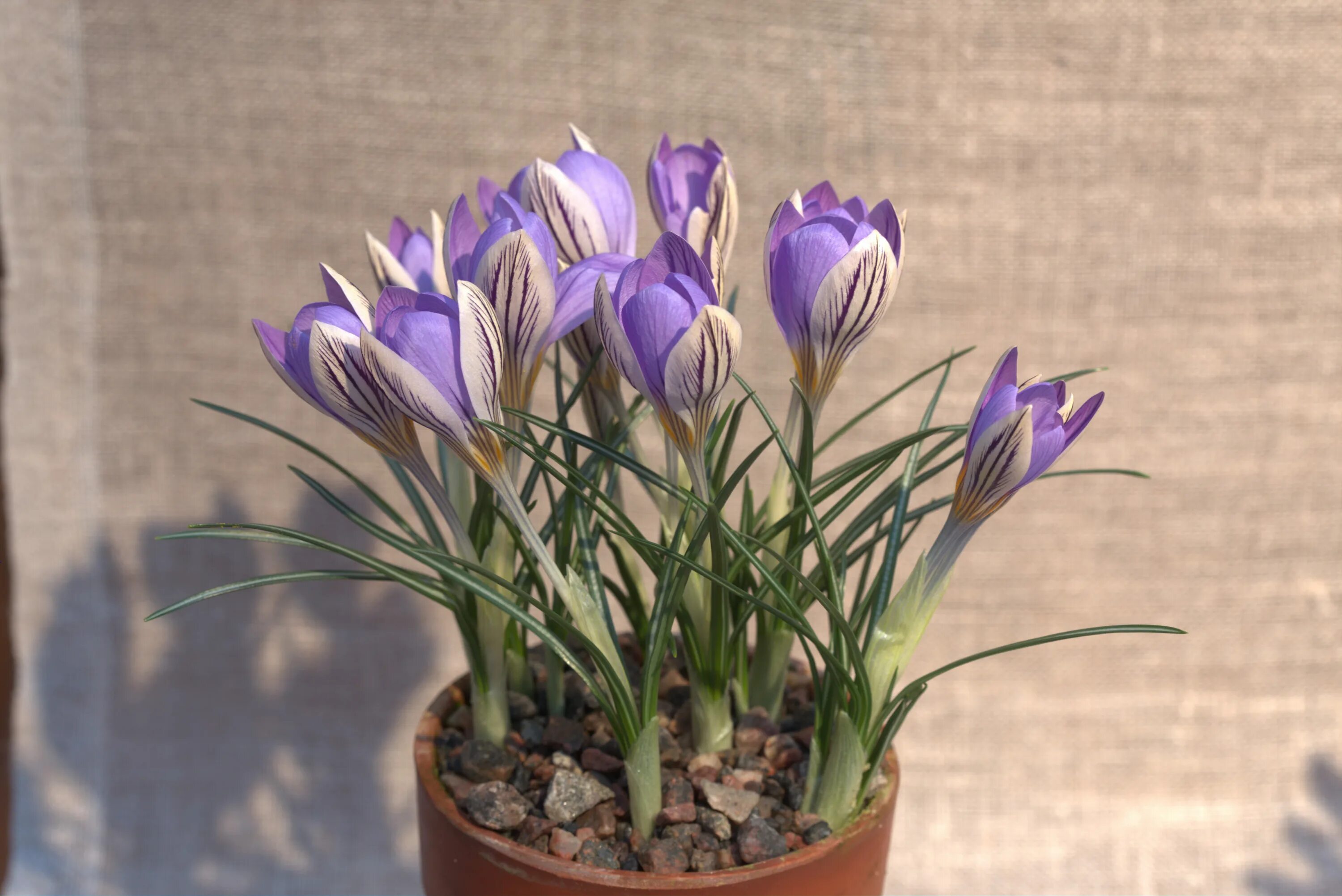 Крокус последние новости фото. Crocus Imperati. Крокус Дороти. Крокус комнатный цветок. Крокус Дороти в горшке.