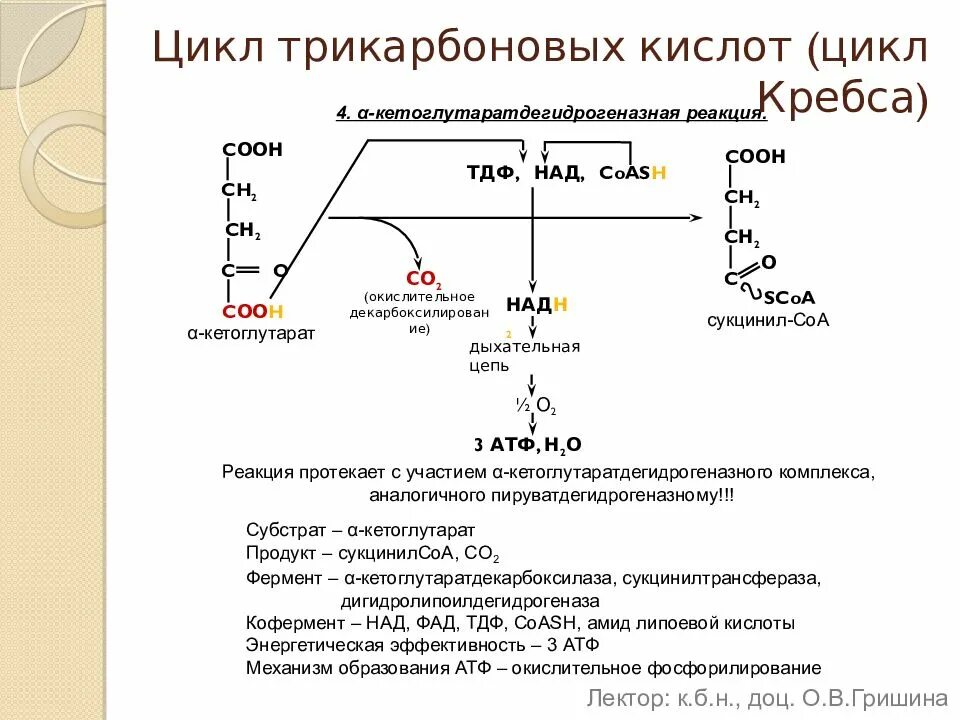 Реакции цикла трикарбоновых кислот. Цикл трикарбоновых кислот схема. цикл трикарбоновых кислот биохимия. синтез гема биохимия реакции. цикл трикарбоновых кислот энергетический баланс.