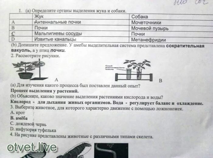 Контрольная работа 7 класс биология 4 четверть. Органы выделения жука. Антеннальные почки.