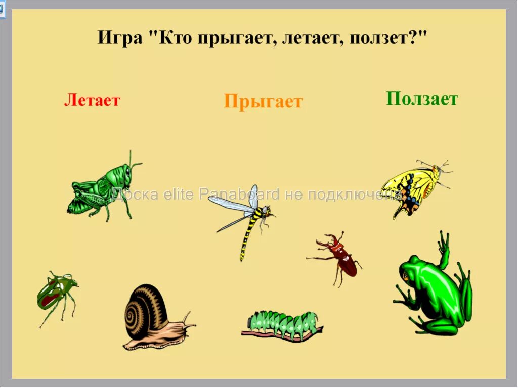 скорпионовая муха. ползающие насекомые для детей. ползающие летающие насекомые. насекомые летающие и ползающие. ночные летающие насекомые.