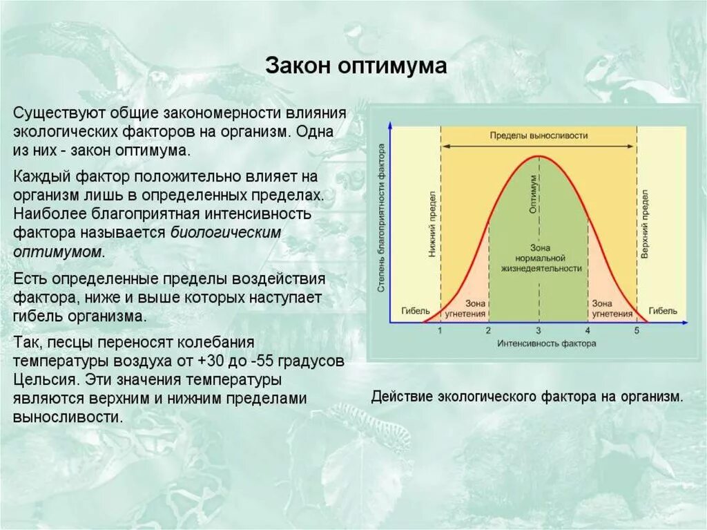 Закон оптимума это. Закон действия экологических факторов закон оптимума. Факторы среды зона оптимума. Закон оптимума схема действия. Закон оптимума биология 9 класс.