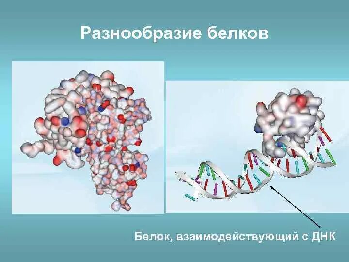 Многообразие белков. Разнообразие белков. Разнообразие структур белков. Белки разнообразие. Белки многообразие белков.