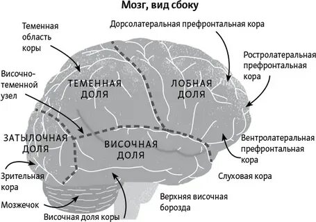 Жизнь мозга