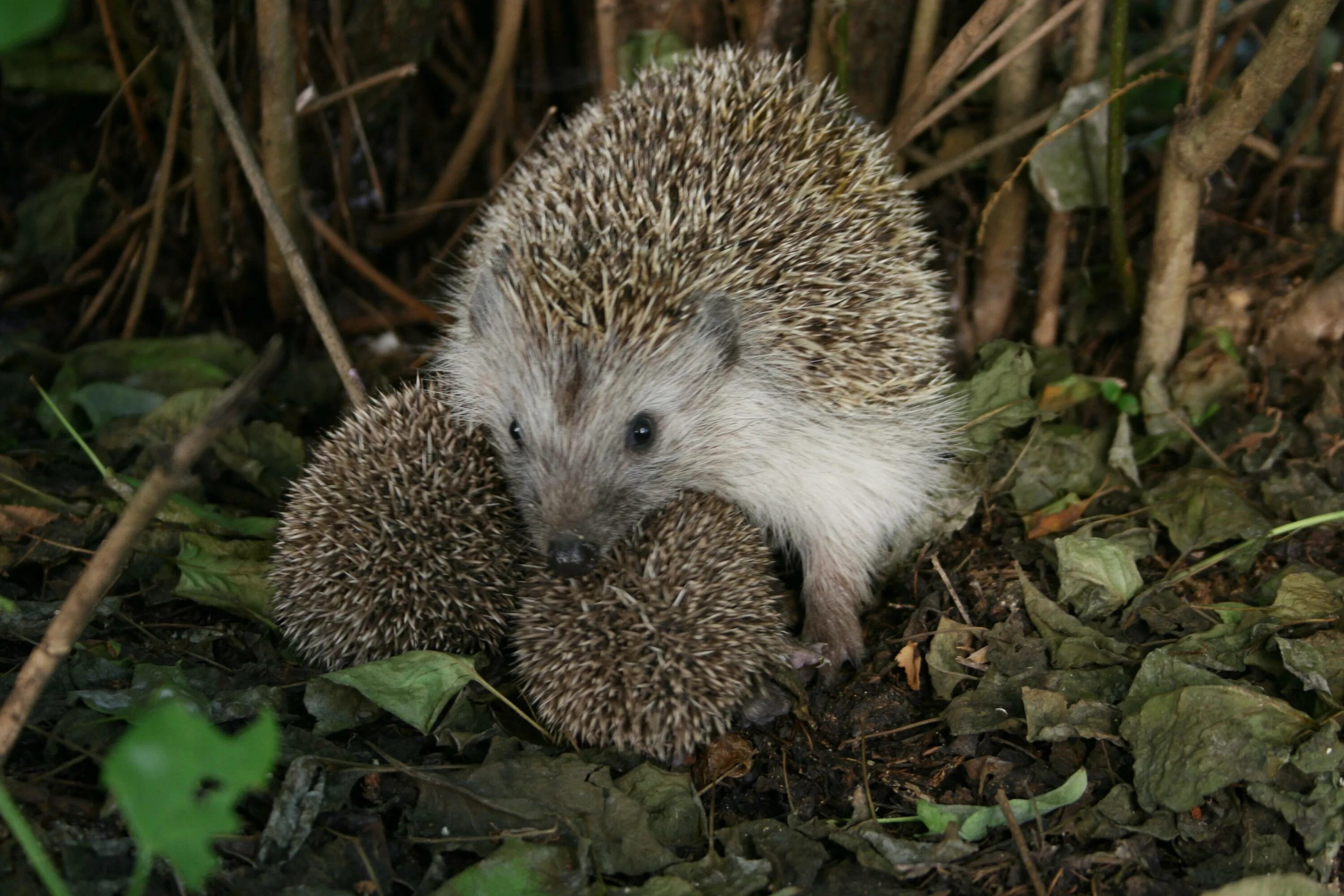 Erinaceus roumanicus. Алжирский Африканский еж. Даурский еж (Mesechinus dauuricus. Эфиопский Ушастый еж.