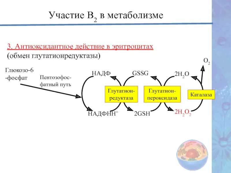 Глутатионперксидаза реакция. Глутатион биохимия редуктаза. Глутатион редуктазная система. Глутатион схема образования. Участвует в белковом обмене