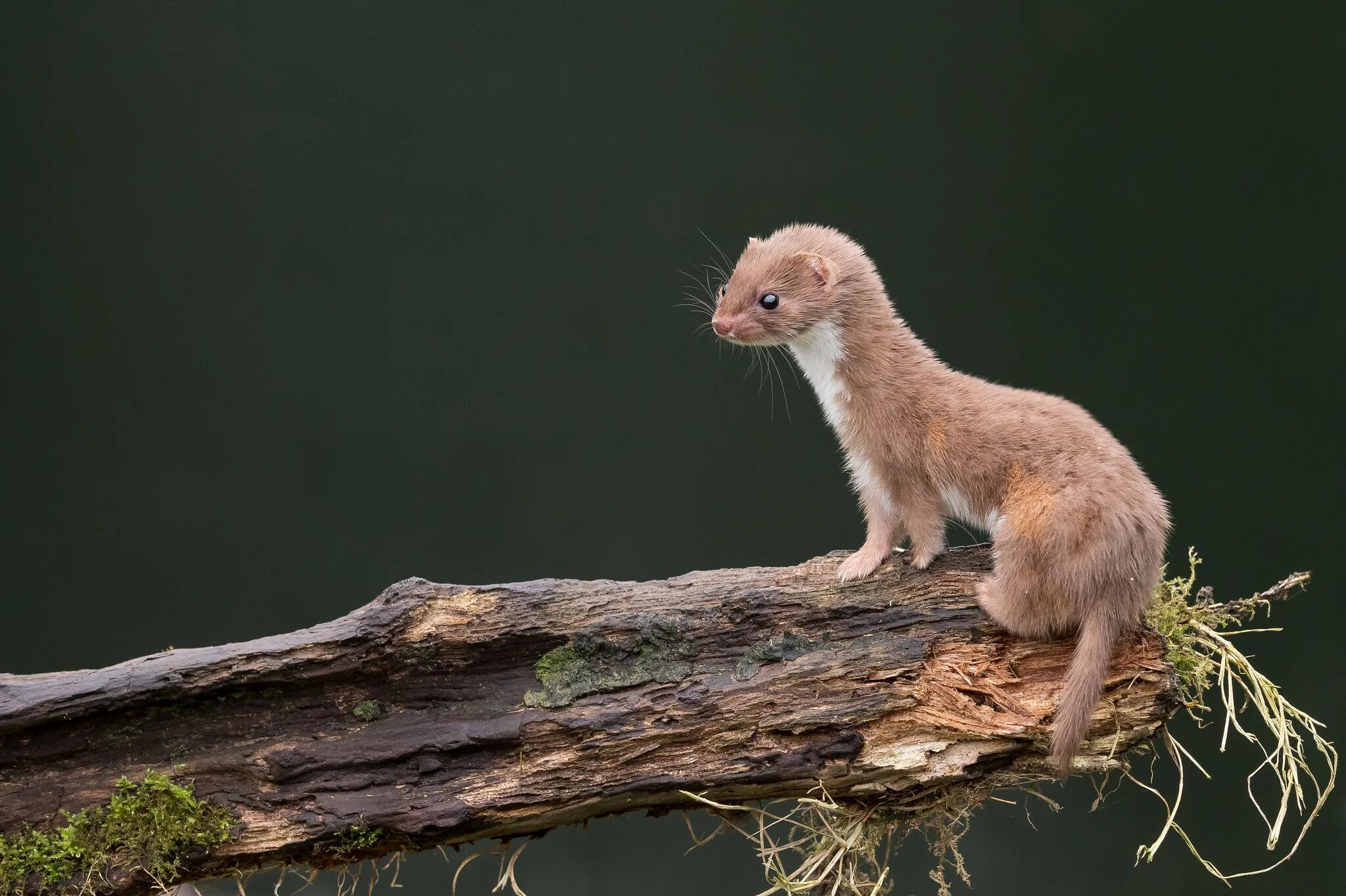 Ласка сайт. Ласка (mustela nivalis). weasel mustela nivalis. ласка (mustela nivalis) 2025. белополосая ласка.