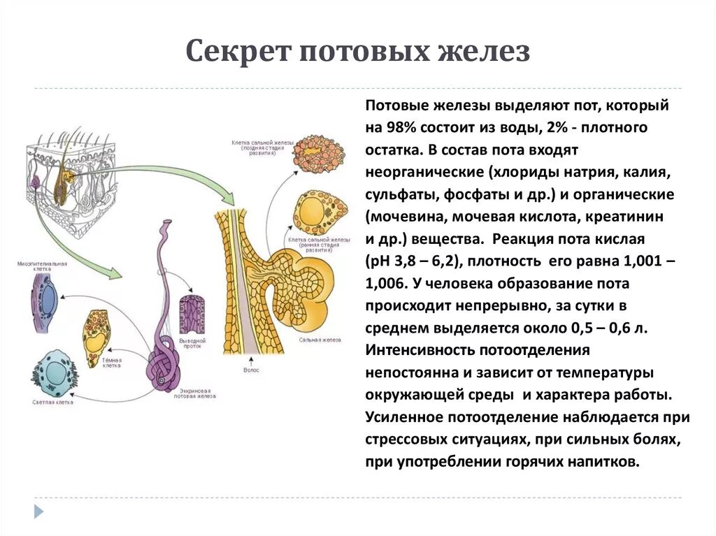 Ковид потеют. Состав секрета потовой железы.