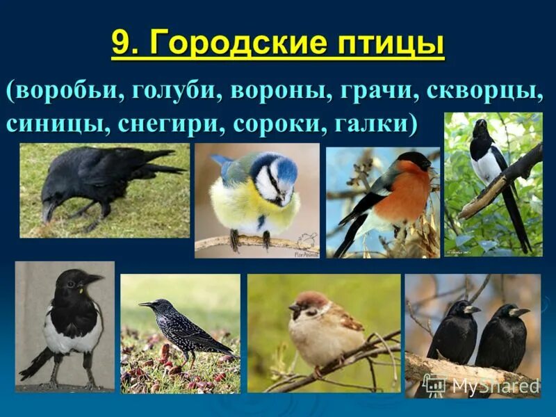 Городские птицы. Экологические группы птиц. Птицы всех видов. Разные виды птиц.