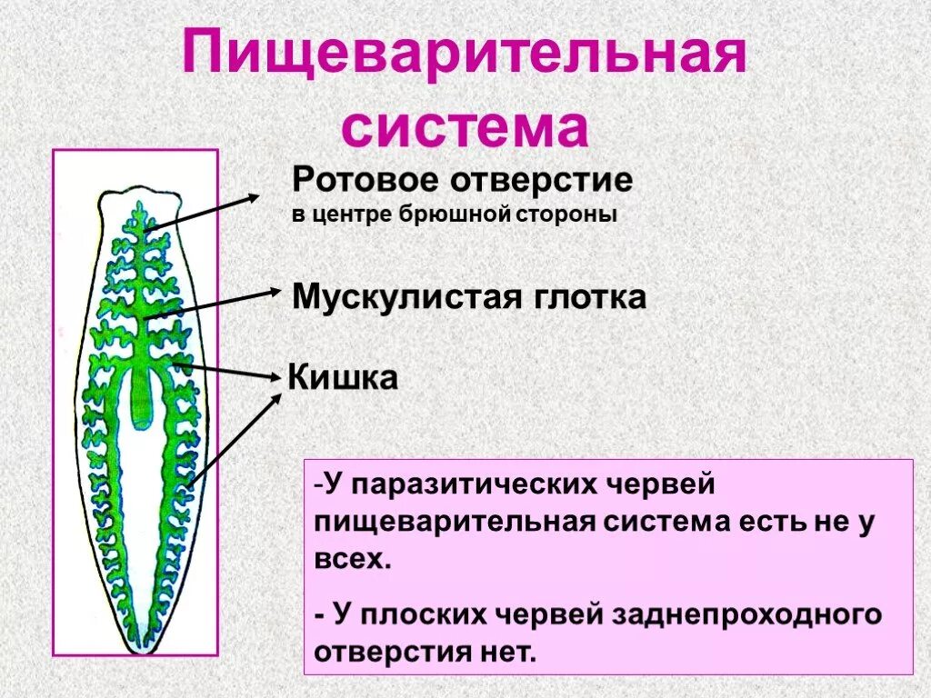 Пишевор система плоских червей. Пищеварительная система плоских червей 7. Тип пищеварительной системы у плоских червей. Сквозная пищеварительная система у плоских червей.