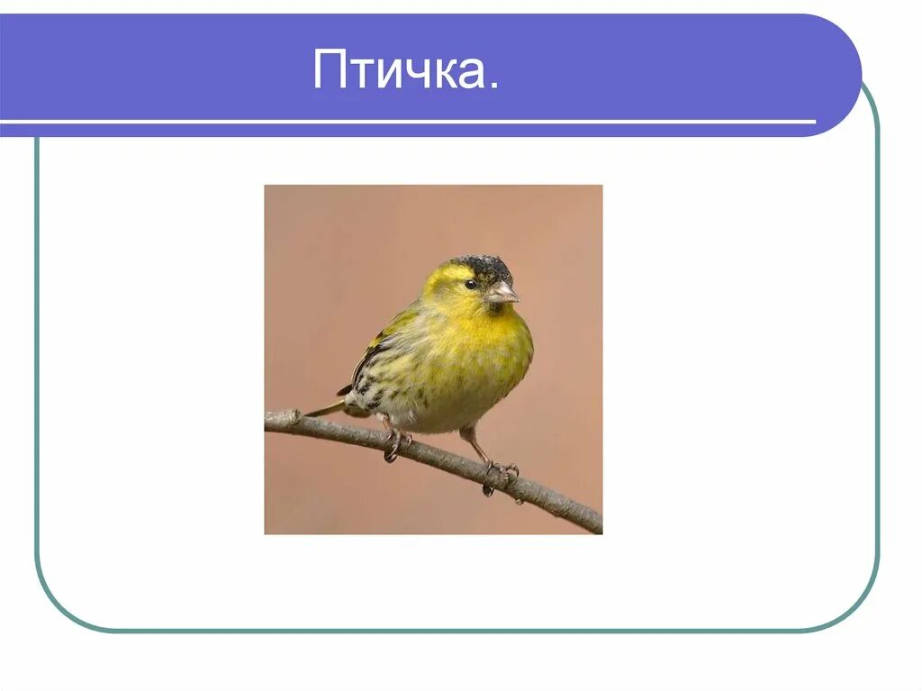 Толстой птичка. Лев Николаевич толстой птичка. Рассказ про птичку. Толстой птичка иллюстрации. Толстой птичка презентация