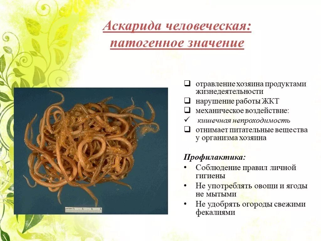 Какие продукты источник аскаридоза. Тип круглые черви 7 класс аскарида. Круглые черви аскарида человеческая. Меры предупреждения аскаридой человеческой. Меры борьбы и профилактики человеческой аскариды.