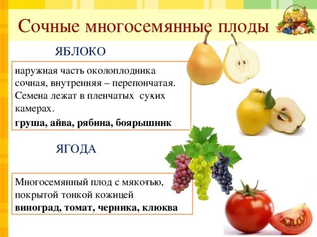 Перечислите сочные плоды. Сочные многосемянные плоды. срчные много семчные плоды. сочные многосесенные алоды. сочные многосемянные плоды яблоко.