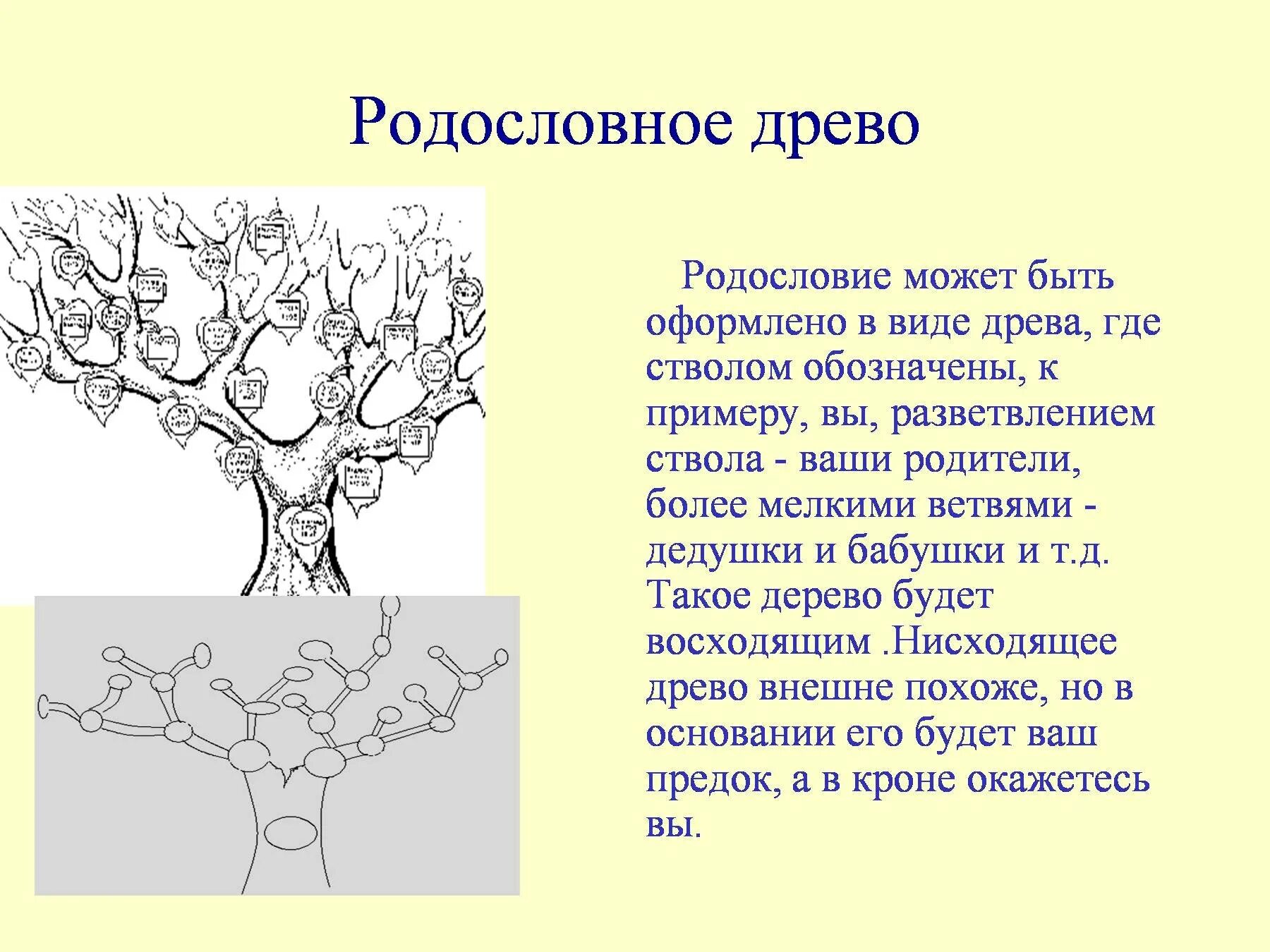 Древо для презентации