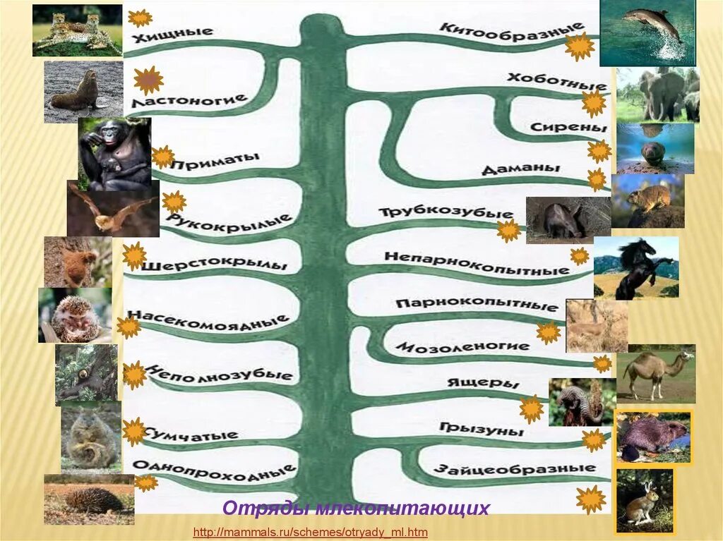 Как располагаются группы животных на родословном. Отряды животных. Отряды животных млекопитающие. Разнообразие отрядов млекопитающих. Классификация млекопитающих.