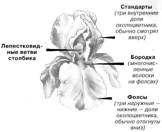 Строение цветка ириса. Строение цветка ириса схема. ирис бородатый строение цветка. ирисовые цветок строение. строение ириса бородатого.