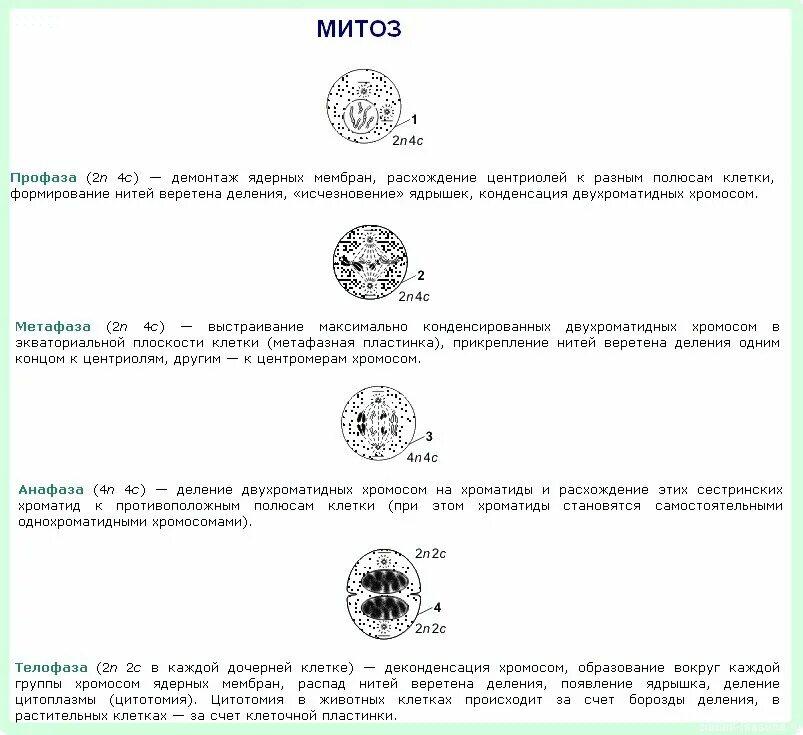 Задания егэ биология митоз мейоз. Фазы мейоза ЕГЭ биология. Фазы митоза и мейоза ЕГЭ биология. Митоз схема ЕГЭ. Фазы митоза и мейоза ЕГЭ.