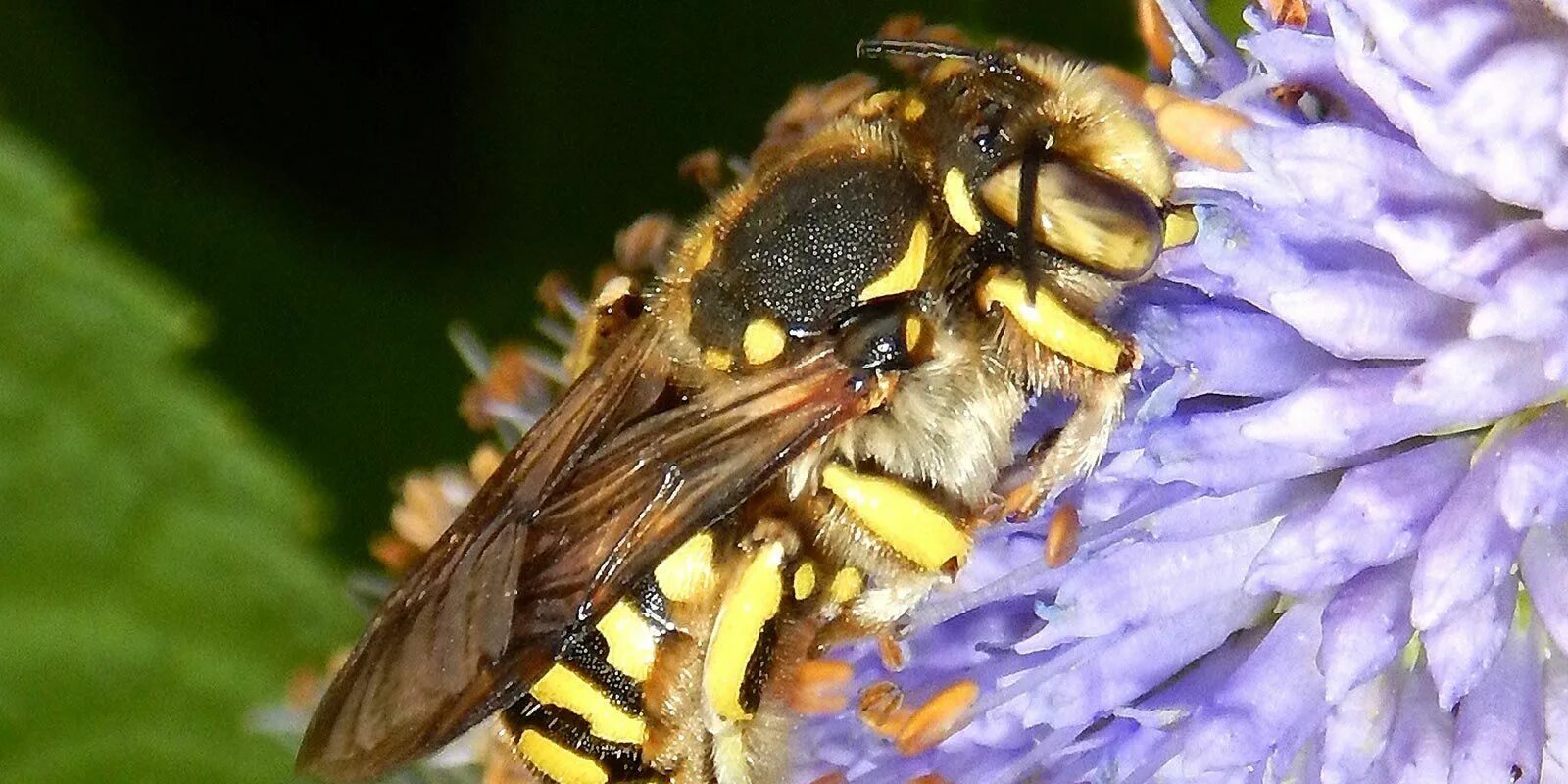 Diseases in managed honeybee colonies said spreading to wild bees Bee keeping, B