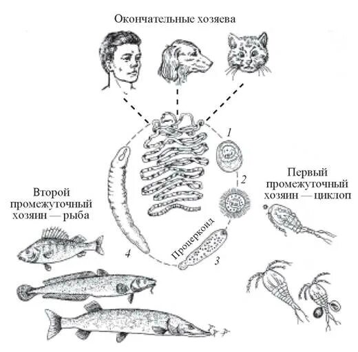 Жизненный цикл широкого лентеца. Жизненный цикл широкого лентеца схема. Широкий лентец жизненный цикл. Жизненный цикл широкого лентеца хозяева.