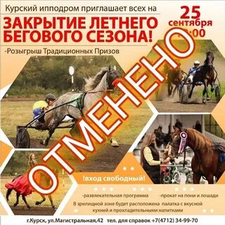 Территория расписание курск