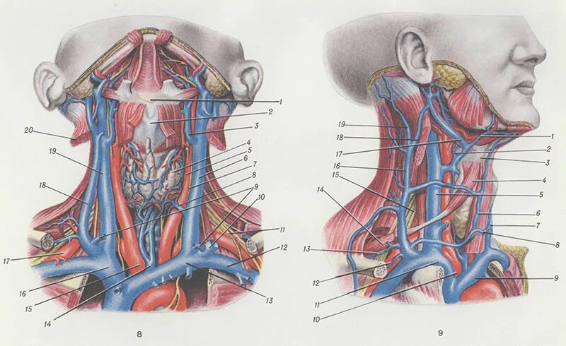Яремная вена и сонная