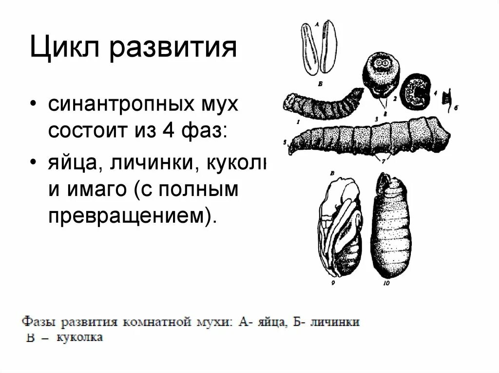 Стадии комнатной мухи. Цикл развития комнатной мухи. Цикл развития личинки мухи. Стадии развития мухи. Личинки и куколки синантропных мух.