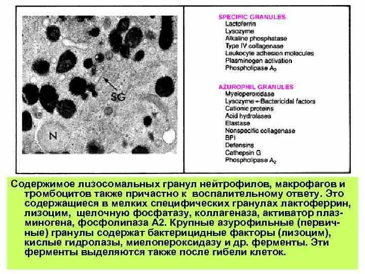 Азурофильные гранулы лейкоцитов. Азурофильные гранулы нейтрофилов. Гранулы макрофагов. Токсигенная зернистость нейтрофилов. Макрофаги и нейтрофилы