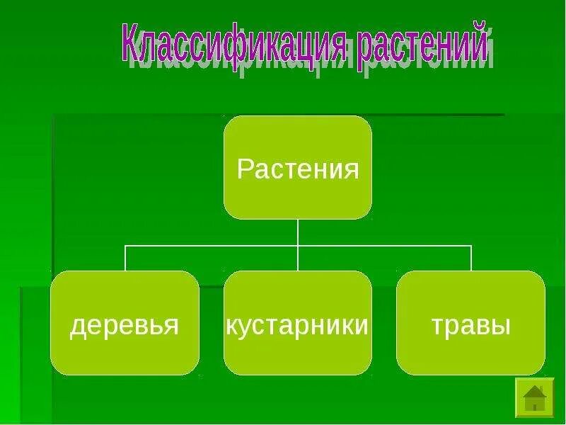 Классификация растений для своих одноклассников. Классификация растений. классификация растений 3 класс окружающий мир. типы растительности схема. квалификация растений.