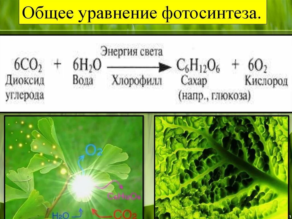 Co2 h2o фотосинтез. Суммарная реакция фотосинтеза формула. Химические реакции процесса фотосинтеза. Общая реакция фотосинтеза формула. Формула фотосинтеза биология.