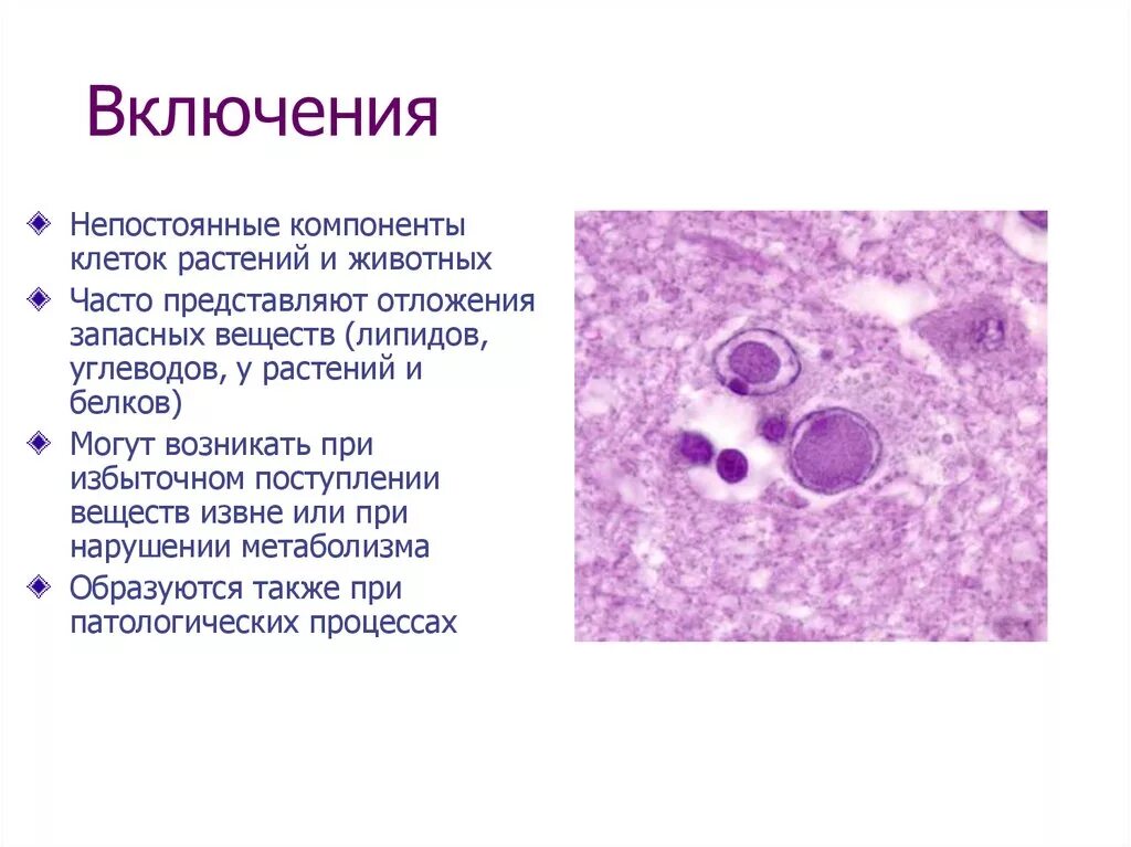 Включения животной клетки функции. Включения клетки строение и функции. Включения растительной клетки функции. Включения клетки это в биологии. Включений и т д