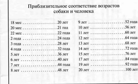 Собачий возраст на человеческий таблица