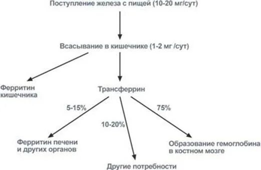 Изменения при приеме железа. Пути поступления железа. metabolizmn jeleza. пути выведения железа.