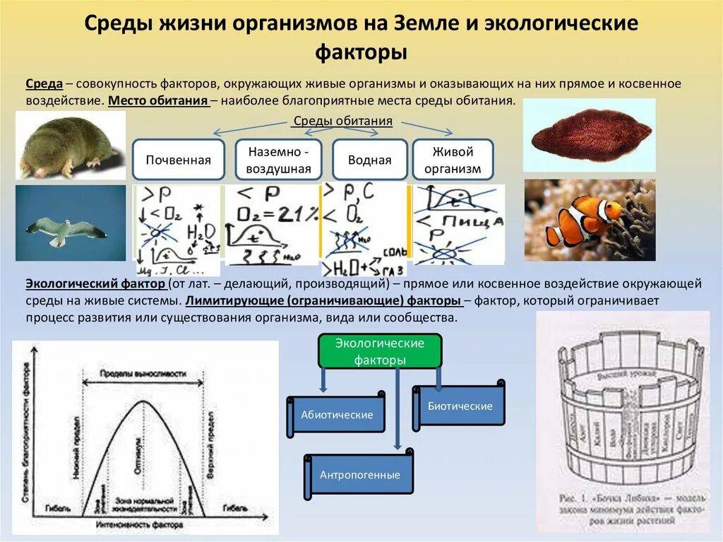 Тест факторы среды 7 класс биология. Организм и окружающая среда. Влияние экологических факторов. Экологические факторы среды. Схема экологические факторы.