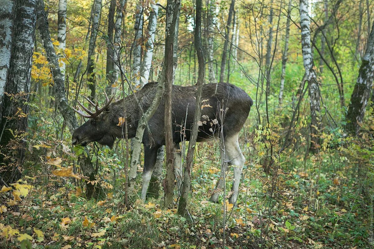 Лосиный лес. Парк лосиный остров. национальный заповедник лосиный остров. национальный парк лосиный остров лоси. лес лосиный остров москва.